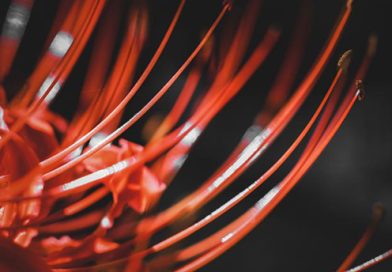 7月7日の朝日新聞「天声人語」で衝撃的な事実を知った。　 荒川 朋子