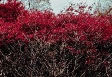 私たちはみな寄留者　　　　林 律