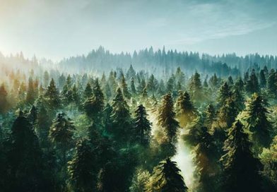 鷹のように翼を張って上る　　　　　佐伯勲