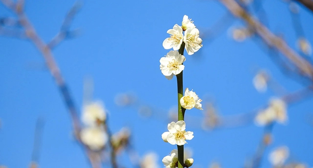 私の歩んできた道 ―　神様がくださった出会いの恵み　中滝 志保子