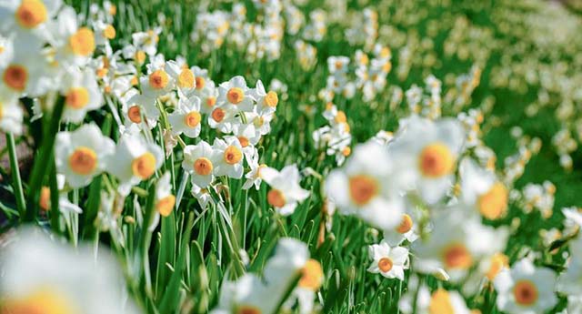 戦後80年 詩編23編 　　　上野 瑤子