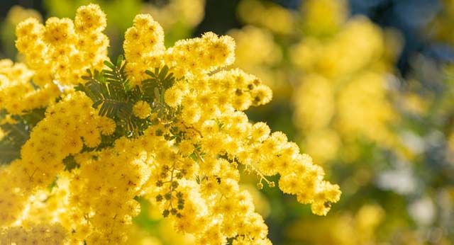 戦後80年 青い山、みどりの川 　　峰岸 満佐子