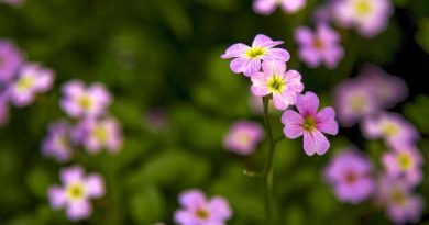 国を超えた若者同士の未来の話し合いのチャンスを　 小菅あけみ