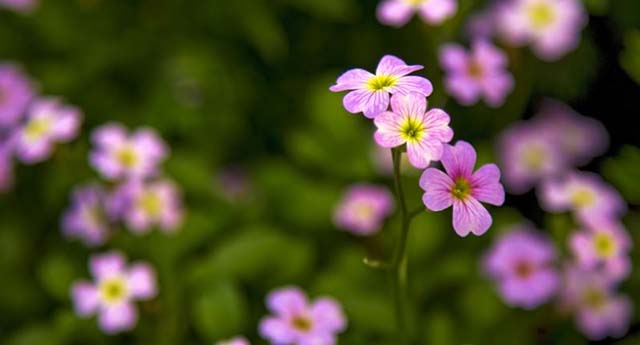 国を超えた若者同士の未来の話し合いのチャンスを　 小菅あけみ