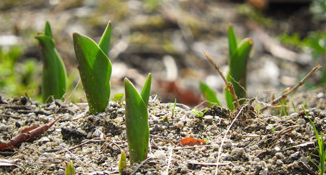 他者とともに生きる喜びについて　伊藤　孟