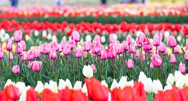 松本共助会例会報告（1月）　報告者：下山田誠子