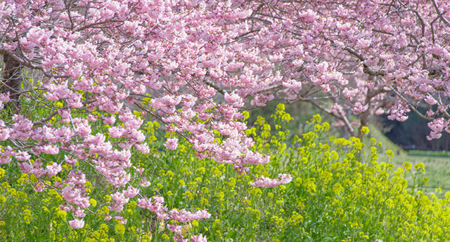 戦後八十年の今、私たち〈キリスト者〉に問われていること  高橋 伸明