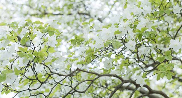 引揚者　　　 岡崎公子