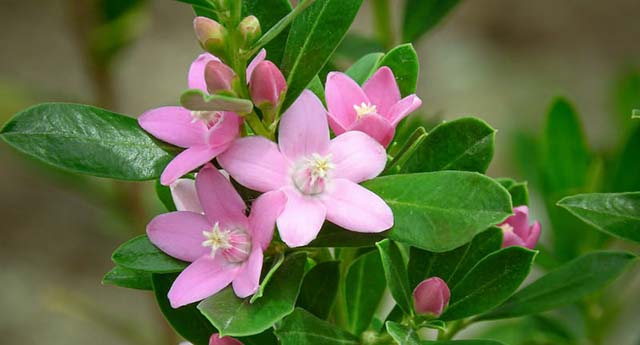 人生に、たった一つの日の思い出　　　 丹羽　望