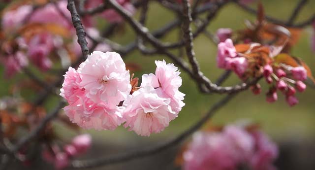 戦争と言われて　　　大西晴子