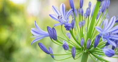 旧約用語の基礎知識（2）「偶像」　小友 聡