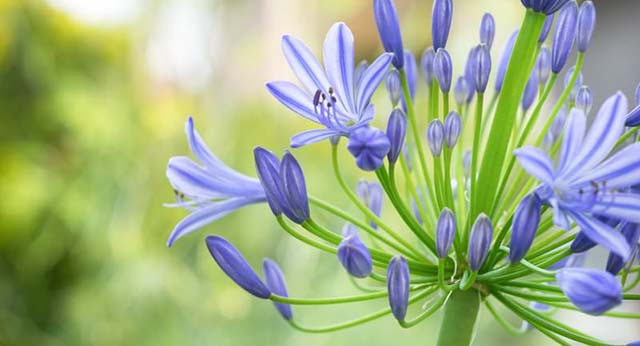 旧約用語の基礎知識（2）「偶像」　小友 聡