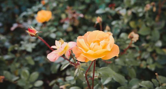 私の戦争体験　　　多田惠子