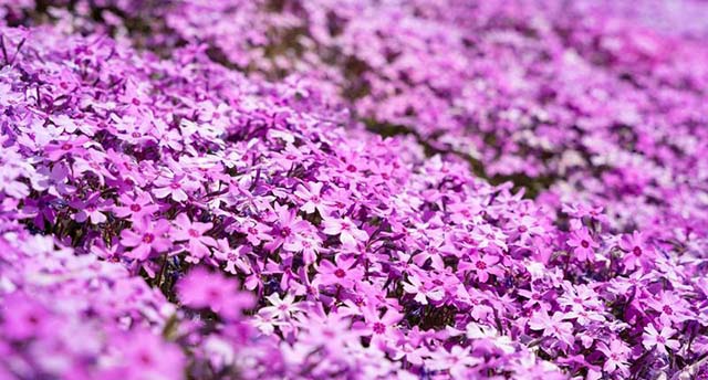 旧約用語の基礎知識（3）「夢と幻」　小友 聡